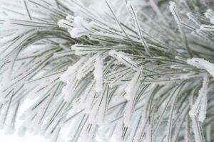 A pine paw is covered with fluffy snow in winter. photo