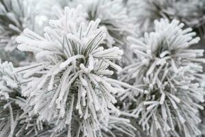 A pine paw is covered with fluffy snow in winter. photo