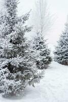 Fluffy snow lies on a Christmas tree in the park in winter photo