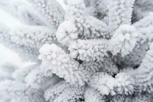 Spruce branches and needles in the snow. Close-up photo