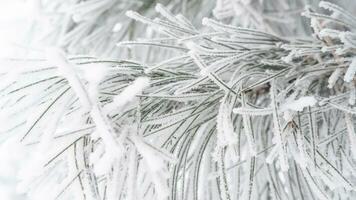 Coniferous pine needles covered with fluffy snow. Macro photo
