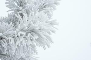 Coniferous pine needles covered with fluffy snow. Macro photo