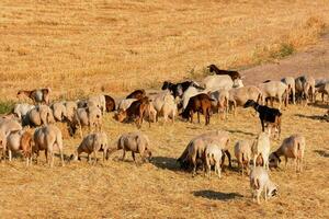 a herd of sheep grazing in a field photo