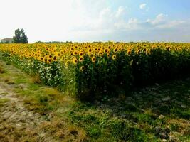 a field of sunflowers photo