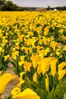 a field of yellow calla lilies photo