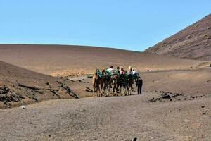 people riding camels through the desert photo