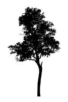 Tree silhouette for brush on white background photo