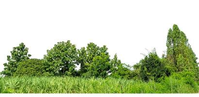 Green Trees isolated on white background.are Forest and foliage in summer for both printing and web pages with cut path and alpha channel. photo