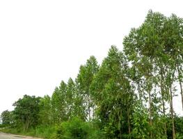 Green Trees isolated on white background.are Forest and foliage in summer for both printing and web pages with cut path and alpha channel. photo