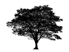 Tree silhouette for brush on white background photo