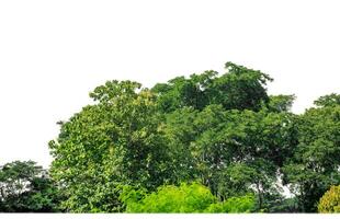 Green Trees isolated on white background.are Forest and foliage in summer for both printing and web pages with cut path and alpha channel. photo