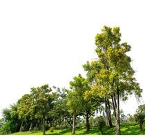 Green Trees isolated on white background.are Forest and foliage in summer for both printing and web pages with cut path and alpha channel. photo