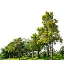 verde arboles aislado en blanco antecedentes.son bosque y follaje en verano para ambos impresión y web paginas con cortar camino y alfa canal. foto