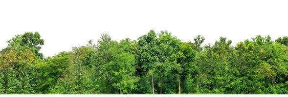 Green Trees isolated on white background.are Forest and foliage in summer for both printing and web pages with cut path and alpha channel. photo