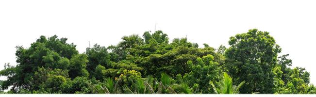 Green Trees isolated on white background.are Forest and foliage in summer for both printing and web pages with cut path and alpha channel. photo
