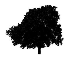 Tree silhouette for brush on white background photo