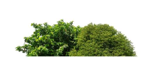 Green Trees isolated on white background.are Forest and foliage in summer for both printing and web pages with cut path and alpha channel. photo