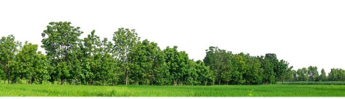 Green Trees isolated on white background.are Forest and foliage in summer for both printing and web pages with cut path and alpha channel. photo