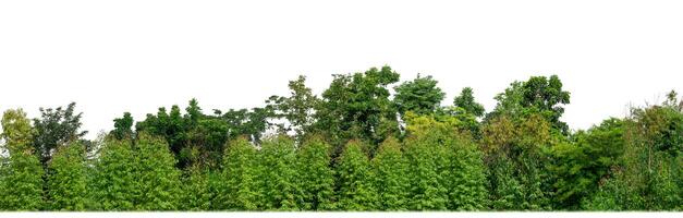 Green Trees isolated on white background.are Forest and foliage in summer for both printing and web pages with cut path and alpha channel. photo