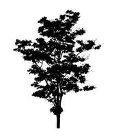 Tree silhouette for brush on white background photo