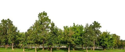 verde arboles aislado en blanco antecedentes.son bosque y follaje en verano para ambos impresión y web paginas con cortar camino y alfa canal. foto