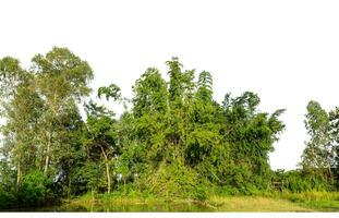 Green Trees isolated on white background.are Forest and foliage in summer for both printing and web pages with cut path and alpha channel. photo