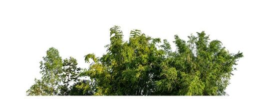 Green Trees isolated on white background.are Forest and foliage in summer for both printing and web pages with cut path and alpha channel. photo