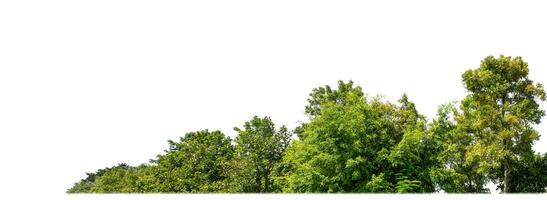 verde arboles aislado en blanco antecedentes.son bosque y follaje en verano para ambos impresión y web paginas con cortar camino y alfa canal. foto