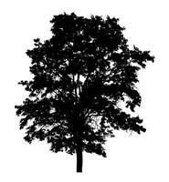 Tree silhouette for brush on white background photo