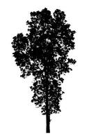 Tree silhouette for brush on white background photo