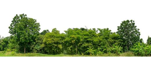 Green Trees isolated on white background.are Forest and foliage in summer for both printing and web pages with cut path and alpha channel. photo