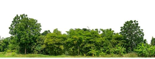 verde arboles aislado en blanco antecedentes.son bosque y follaje en verano para ambos impresión y web paginas con cortar camino y alfa canal. foto