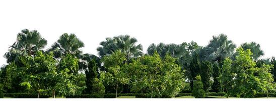 Green Trees isolated on white background.are Forest and foliage in summer for both printing and web pages with cut path and alpha channel. photo