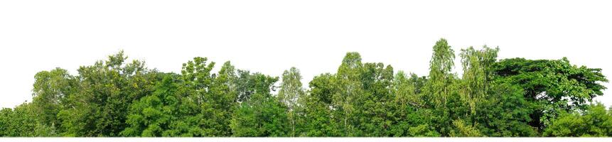 Green Trees isolated on white background.are Forest and foliage in summer for both printing and web pages with cut path and alpha channel. photo