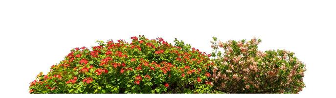 Shrubs isolated on white background with clipping path and alpha channel photo