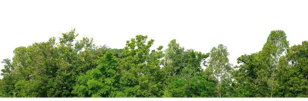 Green Trees isolated on white background.are Forest and foliage in summer for both printing and web pages with cut path and alpha channel. photo