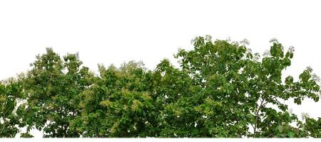 Green Trees isolated on white background.are Forest and foliage in summer for both printing and web pages with cut path and alpha channel. photo