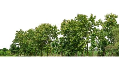 Green Trees isolated on white background.are Forest and foliage in summer for both printing and web pages with cut path and alpha channel. photo