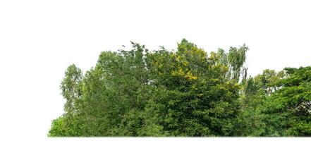 Green Trees isolated on white background.are Forest and foliage in summer for both printing and web pages with cut path and alpha channel. photo