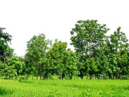 verde arboles aislado en blanco antecedentes.son bosque y follaje en verano para ambos impresión y web paginas con cortar camino y alfa canal. foto