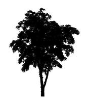 Tree silhouette for brush on white background photo