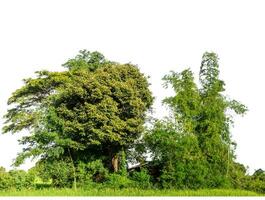 Green Trees isolated on white background.are Forest and foliage in summer for both printing and web pages with cut path and alpha channel. photo