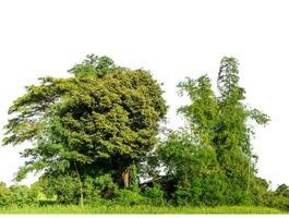 verde arboles aislado en blanco antecedentes.son bosque y follaje en verano para ambos impresión y web paginas con cortar camino y alfa canal. foto