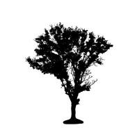 Tree silhouette for brush on white background photo