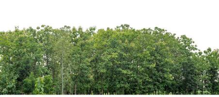 Green Trees isolated on white background.are Forest and foliage in summer for both printing and web pages with cut path and alpha channel. photo