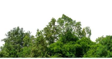 Green Trees isolated on white background.are Forest and foliage in summer for both printing and web pages with cut path and alpha channel. photo