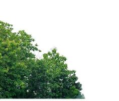 verde arboles aislado en blanco antecedentes.son bosque y follaje en verano para ambos impresión y web paginas con cortar camino y alfa canal. foto