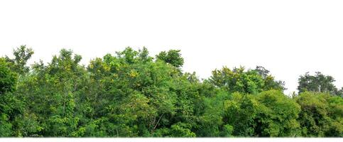 Green Trees isolated on white background.are Forest and foliage in summer for both printing and web pages with cut path and alpha channel. photo