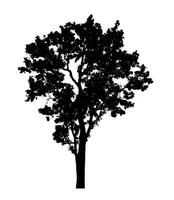 Tree silhouette for brush on white background photo