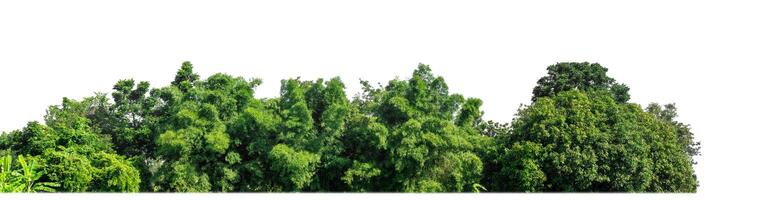 Green Trees isolated on white background.are Forest and foliage in summer for both printing and web pages with cut path and alpha channel. photo
